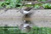 Common Sandpiper (Actitis hypoleucos) - France