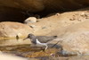 Common Sandpiper (Actitis hypoleucos) - Morocco