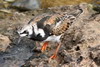 Ruddy Turnstone (Arenaria interpres) - Morocco