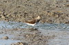 Chevalier cul-blanc (Tringa ochropus) - Sri Lanka