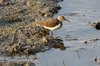 Chevalier guignette (Actitis hypoleucos) - Sri Lanka