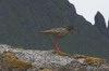 Common Redshank (Tringa totanus) - Norway