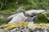 Common Redshank (Tringa totanus) - Norway