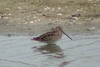 Common Snipe (Gallinago gallinago) - France