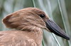 Hamerkop (Scopus umbretta) - Ethiopia