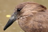 Hamerkop (Scopus umbretta) - Ethiopia