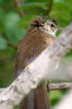 Cetti's Warbler (Cettia cetti) - France