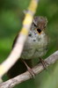 Cetti's Warbler (Cettia cetti) - France