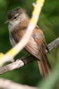 Cetti's Warbler (Cettia cetti) - France
