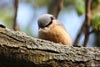 Sittelle torchepot (Sitta europaea) - France