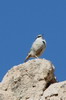 Western Rock Nuthatch (Sitta neumayer) - Turkey