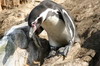Humboldt Penguin (Spheniscus humboldti) - Peru