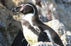 Humboldt Penguin (Spheniscus humboldti) - Peru