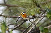 Western Spindalis (Spindalis zena) - Cuba