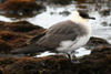 Arctic Jaeger (Stercorarius parasiticus) - Spitzberg