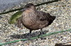 Chilean Skua (Catharacta chilensis) - Argentina