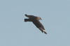 Chilean Skua (Catharacta chilensis) - Chile