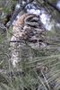Chouette tachet�e (Strix occidentalis) - Etats-Unis