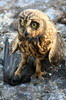 Hibou des marais (Asio flammeus) - Iles Galapagos