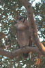 Verreaux's Eagle-owl (Bubo lacteus) - Botswana