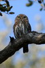 Chevchette perle (Glaucidium perlatum) - Botswana