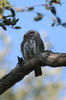 Chevchette perle (Glaucidium perlatum) - Botswana