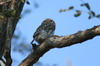 Pearl-spotted Owlet (Glaucidium perlatum) - Botswana