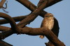 Spotted Owlet (Athene brama) - India