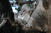 Indian Scops-owl (Otus bakkamoena) - India