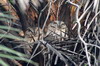 Indian Scops-owl (Otus bakkamoena) - India