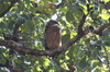 Brown Fish-owl (Ketupa zeylonensis) - India