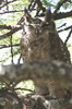 Greyish Eagle-owl (Bubo cinerascens) - Ethiopia