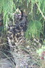 Cape Eagle-owl (Bubo capensis) - Ethiopia
