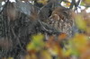 Chouette hulotte (Strix aluco) - France