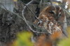 Chouette hulotte (Strix aluco) - France