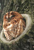 Tawny Owl (Strix aluco) - France