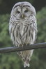 Chouette ray�e (Strix varia) - Canada