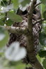 Tawny Owl (Strix aluco) - Romania