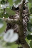 Chouette hulotte (Strix aluco) - Roumanie