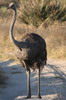 Autruche d'Afrique (Struthio camelus) - Botswana