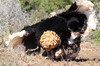 Common Ostrich (Struthio camelus) - South Africa