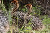 Autruche d'Afrique (Struthio camelus) - Afrique du Sud