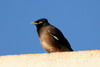 Common Myna (Acridotheres tristis) - Madagascar