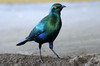 Greater Blue-eared Starling (Lamprotornis chalybaeus) - Namibia