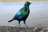 Choucador  oreillons bleus (Lamprotornis chalybaeus) - Namibie