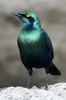 Choucador à oreillons bleus (Lamprotornis chalybaeus) - Namibie