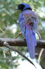 Meves's Long-tailed Starling (Lamprotornis mevesii) - Namibia