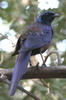 Meves's Long-tailed Starling (Lamprotornis mevesii) - Namibia