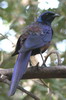 Choucador de Meves (Lamprotornis mevesii) - Namibie