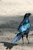 Choucador de Burchell (Lamprotornis australis) - Botswana